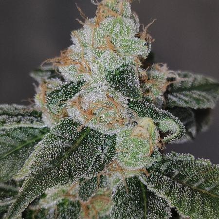 Strawberry Cough
