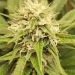 Legendary OG Punch