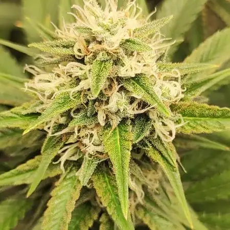 Legendary OG Punch