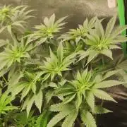 Gorilla Candy