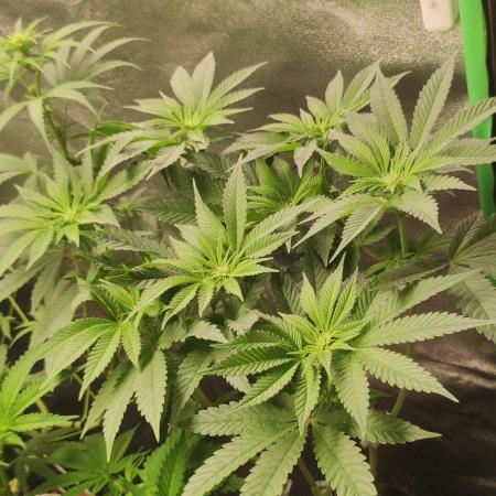 Gorilla Candy