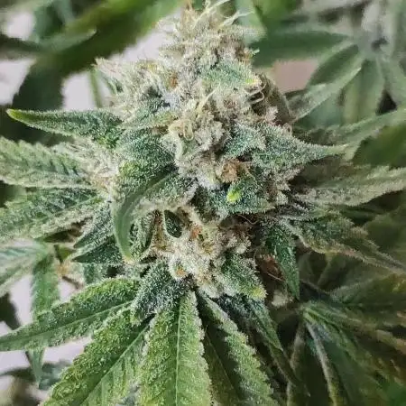Power Plant