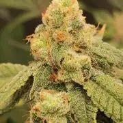 Strawberry Cough