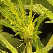 White Widow x Freakshow