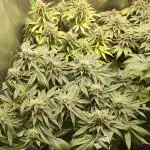 Power Plant