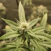 Strawberry Cough