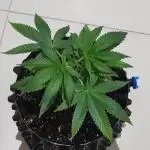 Gelato 41 #4