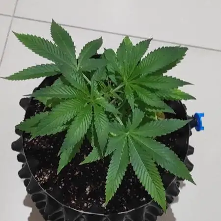 Gelato 41 #4