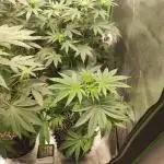 Gelato 41 #2
