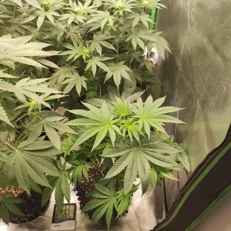 Gelato 41 #2