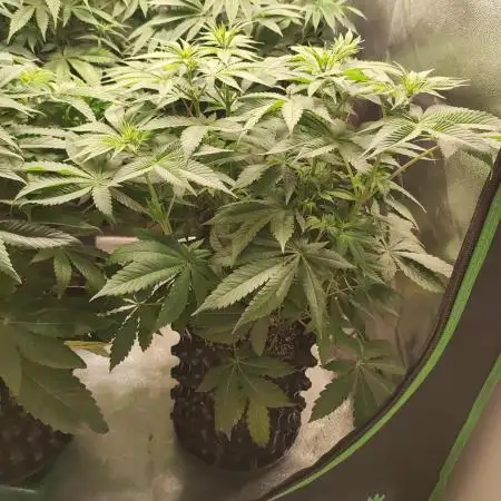 Tangie