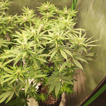 Tangie