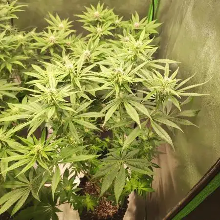 Tangie