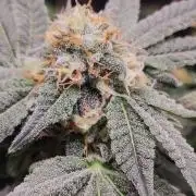 Gorilla Candy