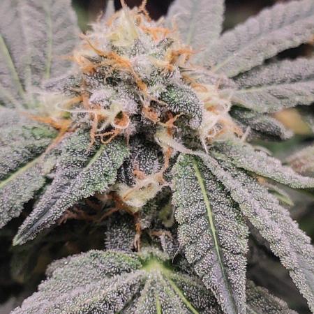Gorilla Candy