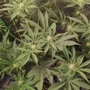 Gorilla Candy