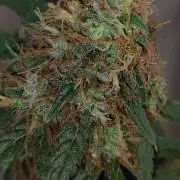 Grateful End OG