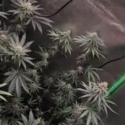 Sherbet