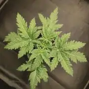 White Widow x Freakshow