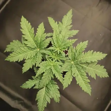 White Widow x Freakshow