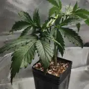 Sherbet