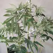 Mimosa #1