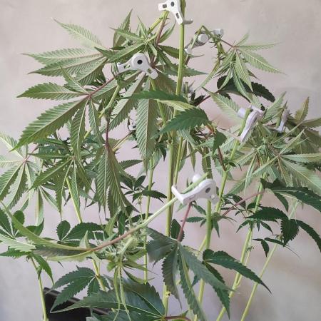 Mimosa #1
