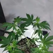 Peach Buddha CBD 🍑