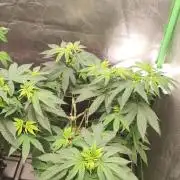 Peach Buddha CBD 🍑