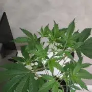 Garlotti #1