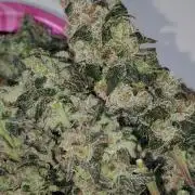 Strawberry Cough