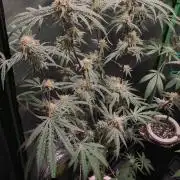 White Widow x Freakshow