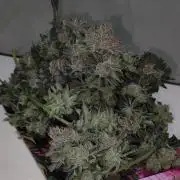 Mimosa #1