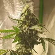 Lambeijax #Santa Maria