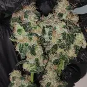 Banana Kush #1