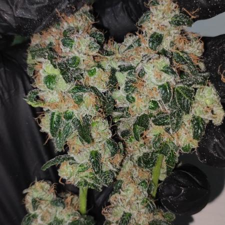 Banana Kush #1