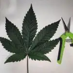 Gelato 41 #2