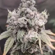 Garlotti #1
