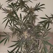 White Widow x Freakshow