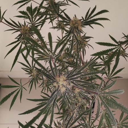 White Widow x Freakshow