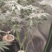Gorilla Candy