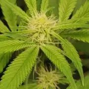 Strawberry Cough
