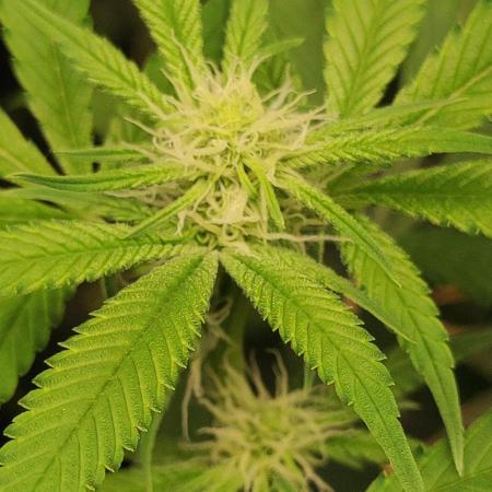 Strawberry Cough