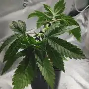 Gorilla Candy