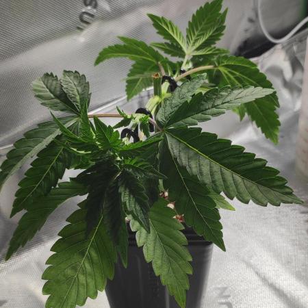 Gorilla Candy