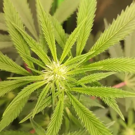 Radical Juice #2