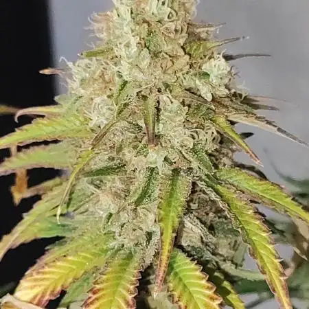 Legendary OG Punch