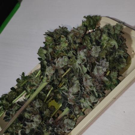 Pistachio #1