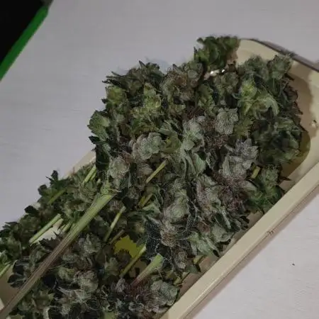 Pistachio #1