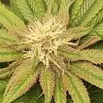 Pineapple Express